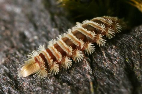  Bristle Millipede: Unveiling the Secrets of a Thousand Legs that Thrive on Decay!