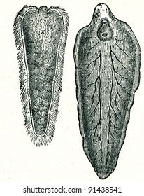   Distomum Hepaticum: A Tiny Trematode With a Massive Appetite for Your Liver!