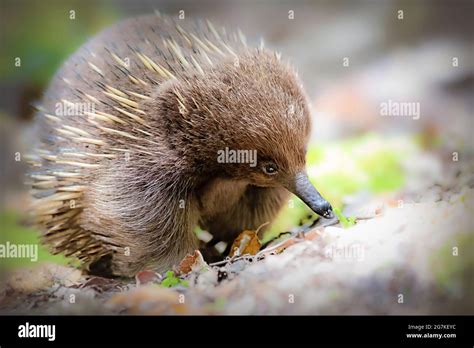  Echidna: Một Con Quái Vật Có Mỏ Nhọn Chích Và Khả Năng Sinh Sản Rất Kỳ Lạ!