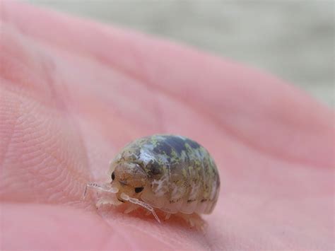  Eunice: Unveiling the Secrets of This Burrowing Sand-Dweller with Tentacles!