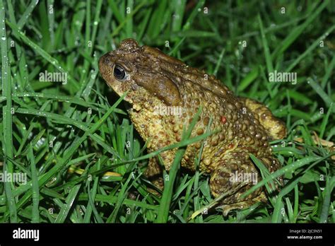  Himalayan Toad: A Master of Disguise With a Love for Cold Climes!