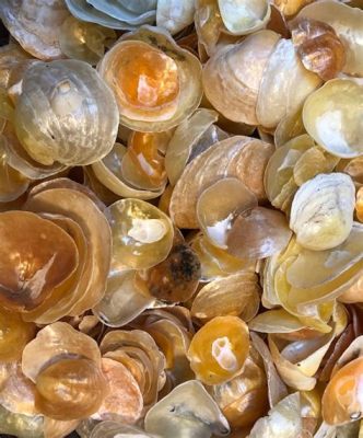  Jingle Shells: Những Con Ốc Vành Cắt Bằng Kim Loại!