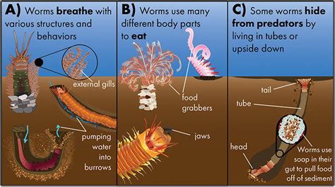  Kite Worms: Diving Deep into the Bizarre World of Feathery Predators!