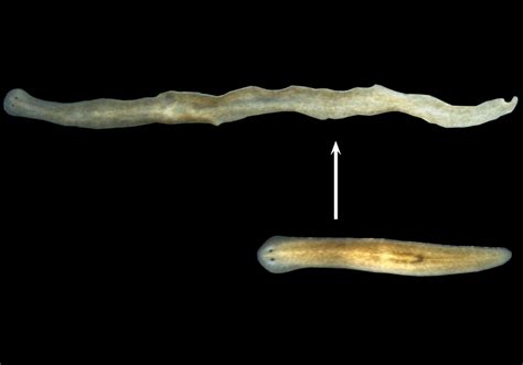  Leptoplana! Một Loài Sâu Trùng Phức Tạp Với Khả Năng Tái Sinh Thật Ước Mơ