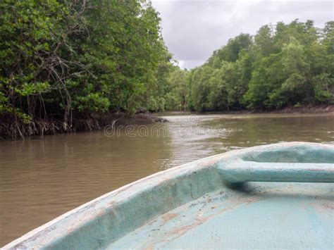  Rắn Mangrove - Con Rắn Mạnh Mẽ Bền Biểu Trên Cửa Sông Ngọt Và Vùng Ven Biển!