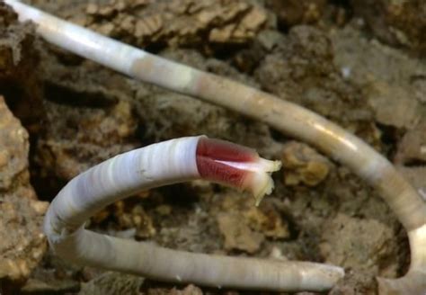  Vỏ sò WoRMS! Một nhà thơ ẩn dật của vùng biển sâu