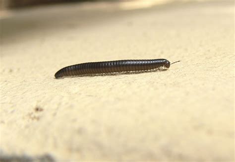  Witty Millipedes: The Slow and Steady Champions of Soil Decomposition!