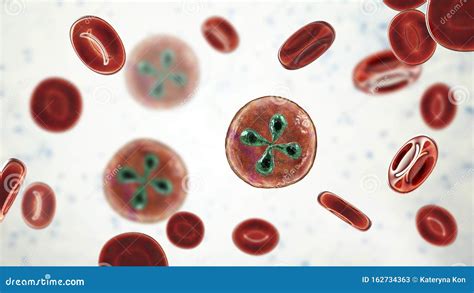  Babesia! These Microscopic Parasites Might Be Lurking Within Your Bloodstream