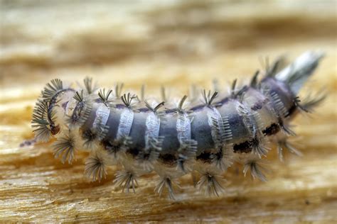  Bristle Millipede: This Tiny Creature That Rolls into a Ball When Threatened Lives Its Entire Life Underground!