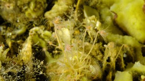  Fennella! This Tiny Colonial Hydrozoan Packs a Powerful Sting Despite its Delicate Appearance