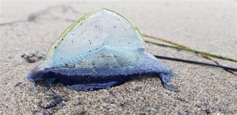  Velella velella: A Colony-Building Creature That Can Be Found Both Drifting at Sea and Washed Ashore!