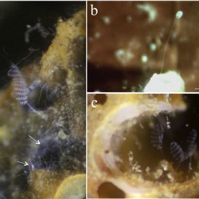  Yaleomyces: Những con Ciliophora có ngoại hình kỳ lạ này sống như thế nào?