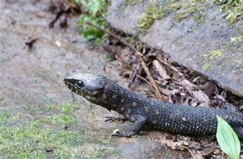  Yellow-Spotted Lizard:  The Ancient Lineage Hiding a Bright Secret Beneath its Scales!